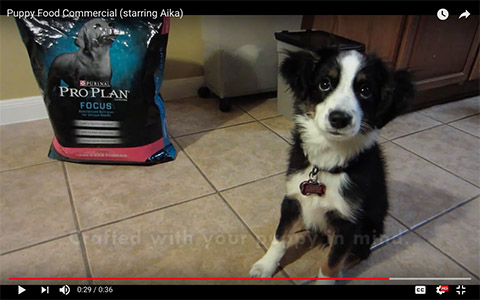 Puppy Food Commercial